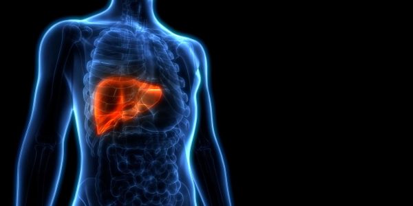 Human,Liver,Anatomy.,3d